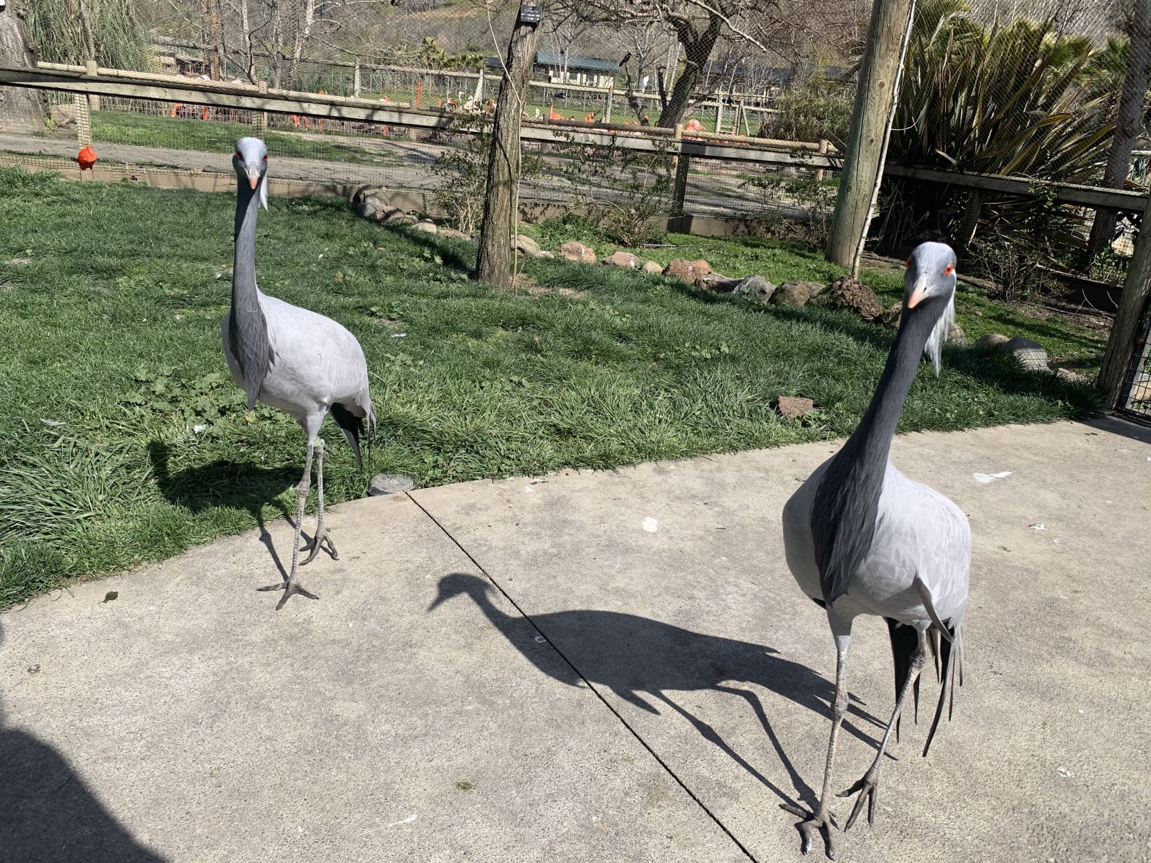 Safari West